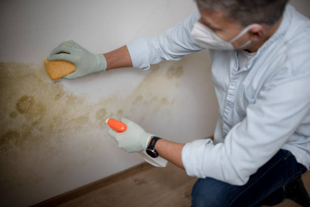 Best Best Mold Removal Companies  in Fairfax, SC