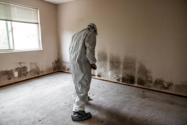 Best Certified Mold Removal  in Fairfax, SC