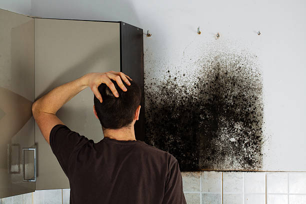 Best Residential Mold Removal  in Fairfax, SC