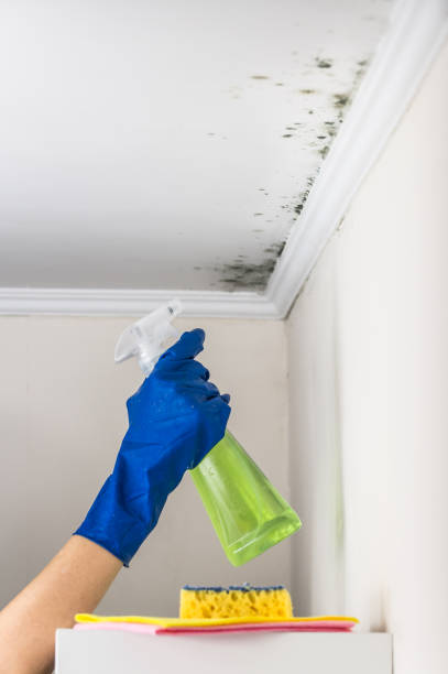 Best Commercial Mold Removal  in Fairfax, SC